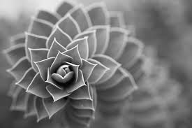 img-content