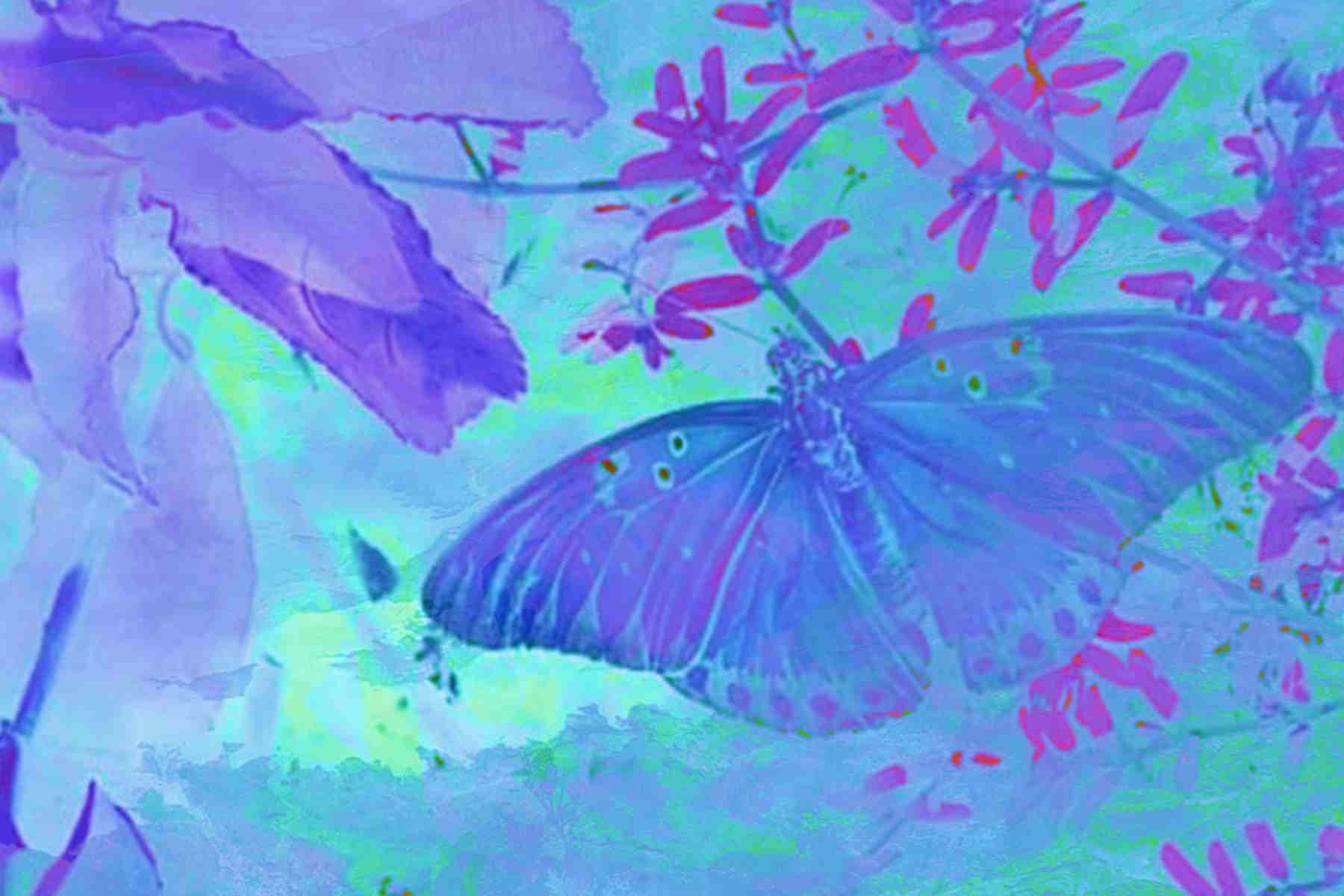 img-content