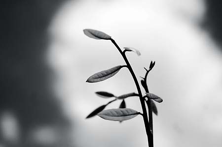 img-content