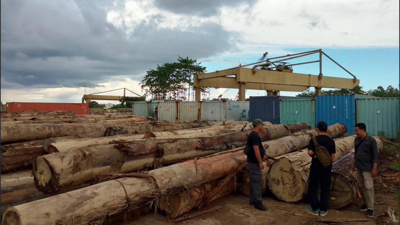 INFOGRAFIS : Hutan Tergerus, Ketahanan Pangan Kalbar Terancam