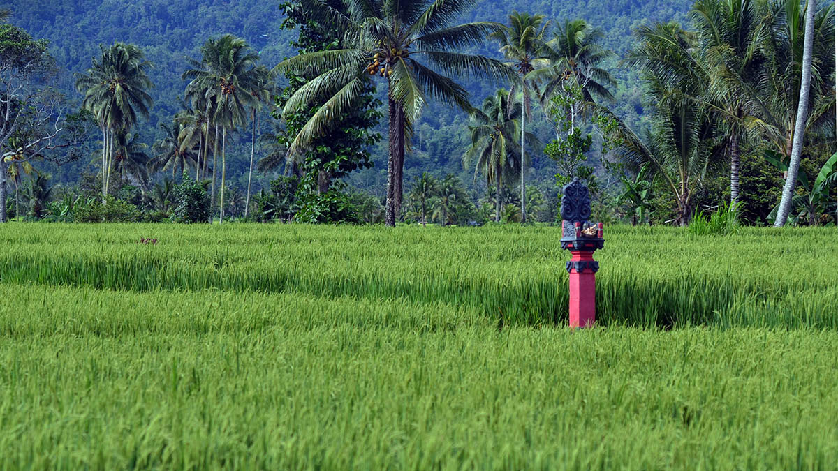 Sengkarut Hukum di Lumbung Beras Dumoga